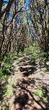 Plants: image 54 Of 208 Thumb